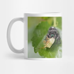 Phidippus audax (bold jumping spider) with prey (stinkbug) Mug